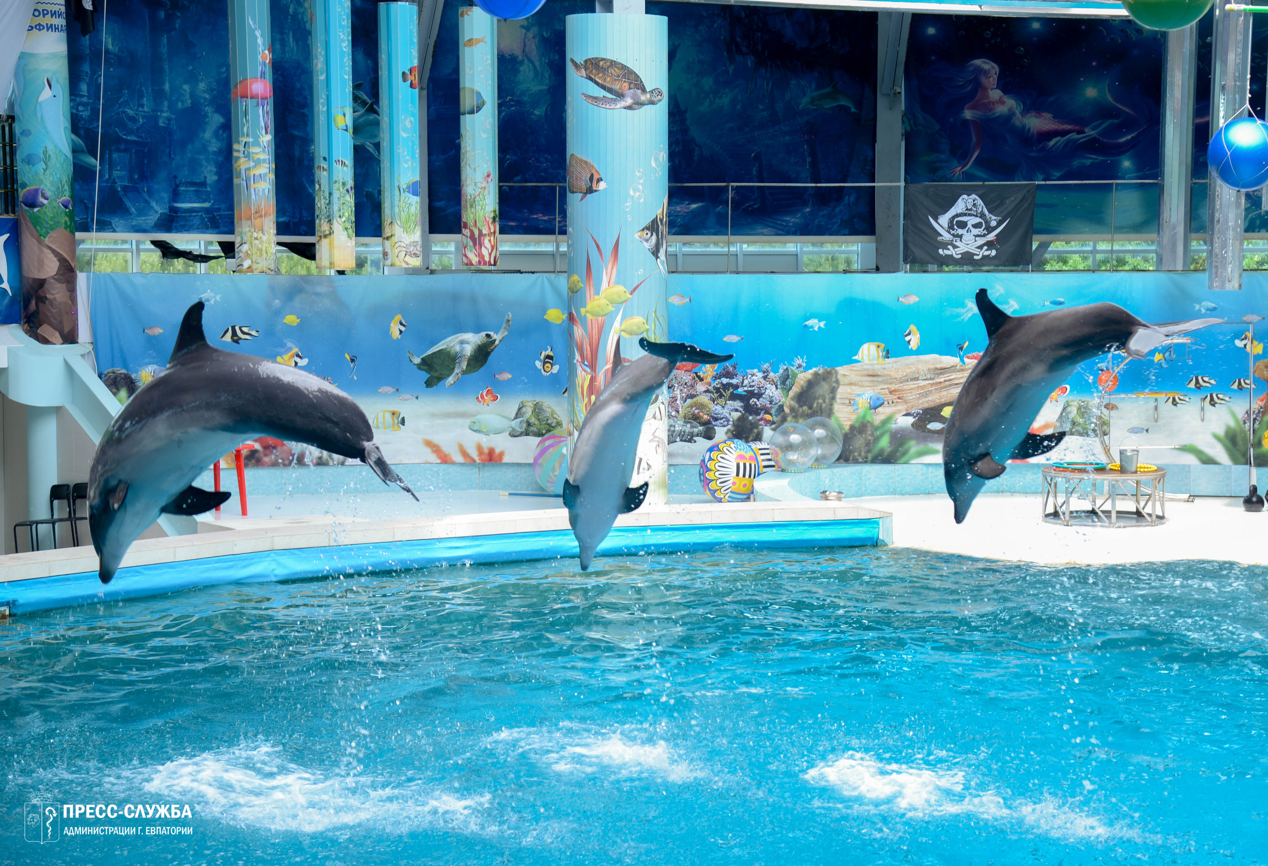 В Евпатории дети участников СВО посетили дельфинарий 
