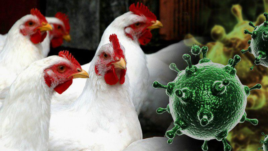 Исключаем возможность распространения птичьего гриппа