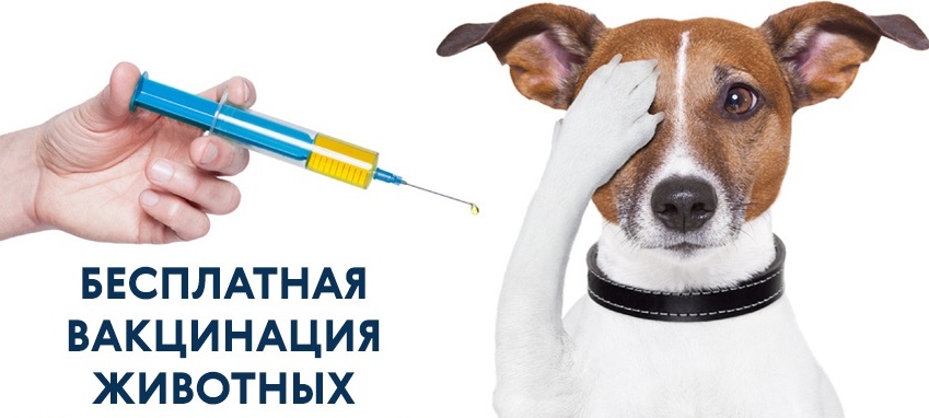 В Евпатории проведут выездную бесплатную обязательную вакцинацию собак и кошек