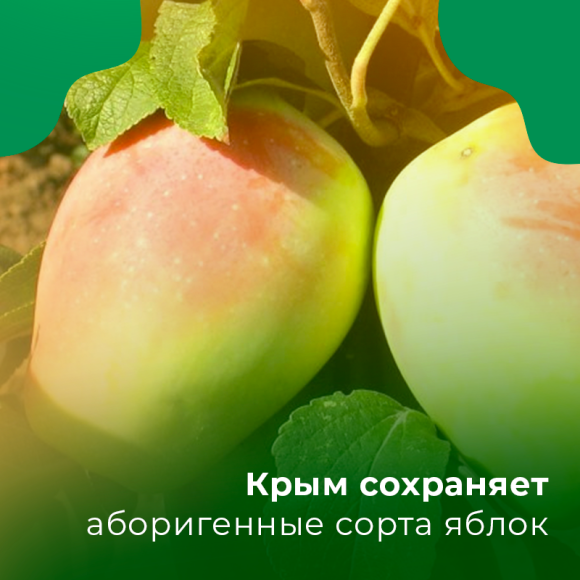 Крым сохраняет аборигенные сорта яблок