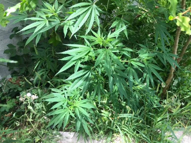 В Евпатории полицейские изъяли у местного жителя марихуану