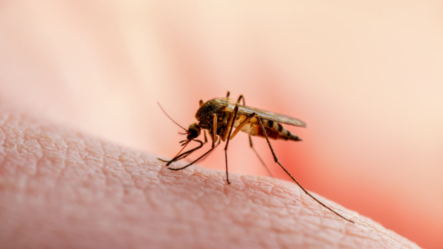 Информация по профилактике укусов насекомых
