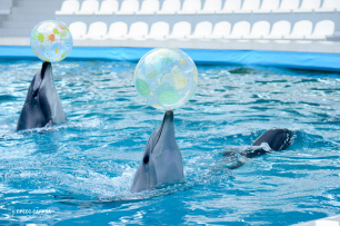 В Евпатории дети участников СВО посетили дельфинарий 