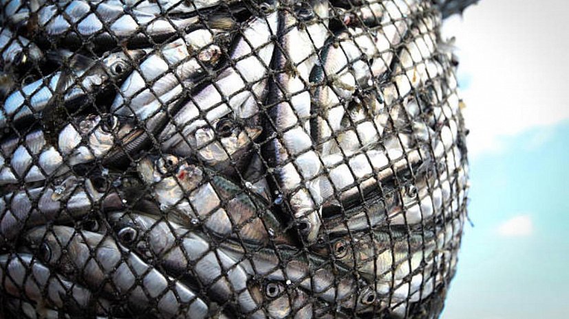 Прием документов на предоставление субсидии для рыболовства и (или) производства марикультуры 