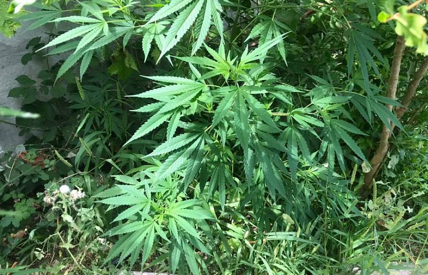 В Евпатории полицейские изъяли у местного жителя марихуану